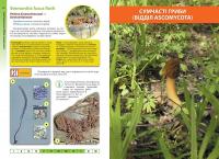 Гриби України. Атлас-довідник — Марина Сухомлин, Вероніка Джаган #2