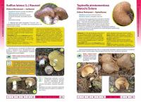 Гриби України. Атлас-довідник — Марина Сухомлин, Вероніка Джаган #3