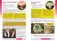 Гриби України. Атлас-довідник — Марина Сухомлин, Вероніка Джаган #4