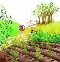 Забагато моркви — Кэти Хадсон #5