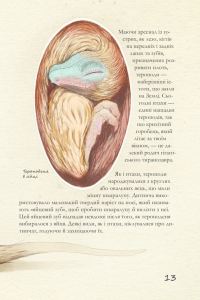 Крейдовий період. Динозаври та інші прадавні тварини — Хуан Карлос Алонсо, Грегори С. Пол #14