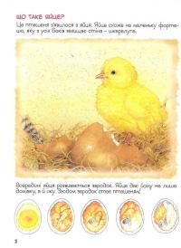 Книга Дивовижний світ тварин. Хто вилупився з яйця? #7