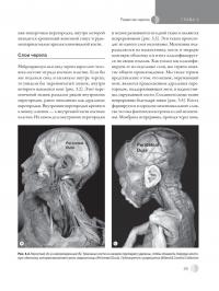 Остеопатическая мануальная медицина в педиатрии (в 2-х томах) — Джейн Каррейро #21