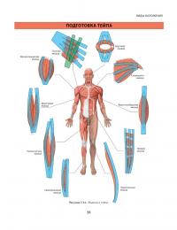 Нейромышечный тейпинг. От теории к практике — Девід Блоу #11