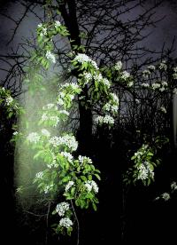 Нічний ефір — Олена Гусейнова #14