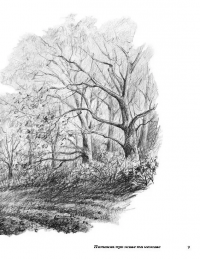 Рослини новими очима. Робочий зошит для спостереження та малювання рослин — Маргарет Колгун #8