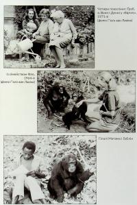 У пошуках надії — Джейн Гудолл #20