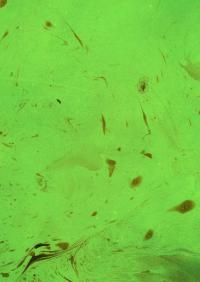 Зелене чаклунство. Як відкрити для себе магію квітів, трав, дерев, кристалів тощо — Пейдж Вандербек #5