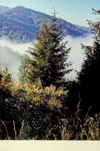 Сама. 2300 кілометрів через усі Карпати — Олена Бондаренко #20