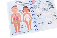 Меганаліпки. Тіло людини #6