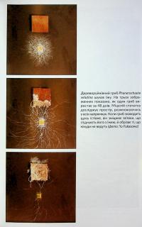 Заплутане життя — Мерлін Шелдрейк #23