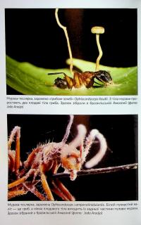 Заплутане життя — Мерлін Шелдрейк #24